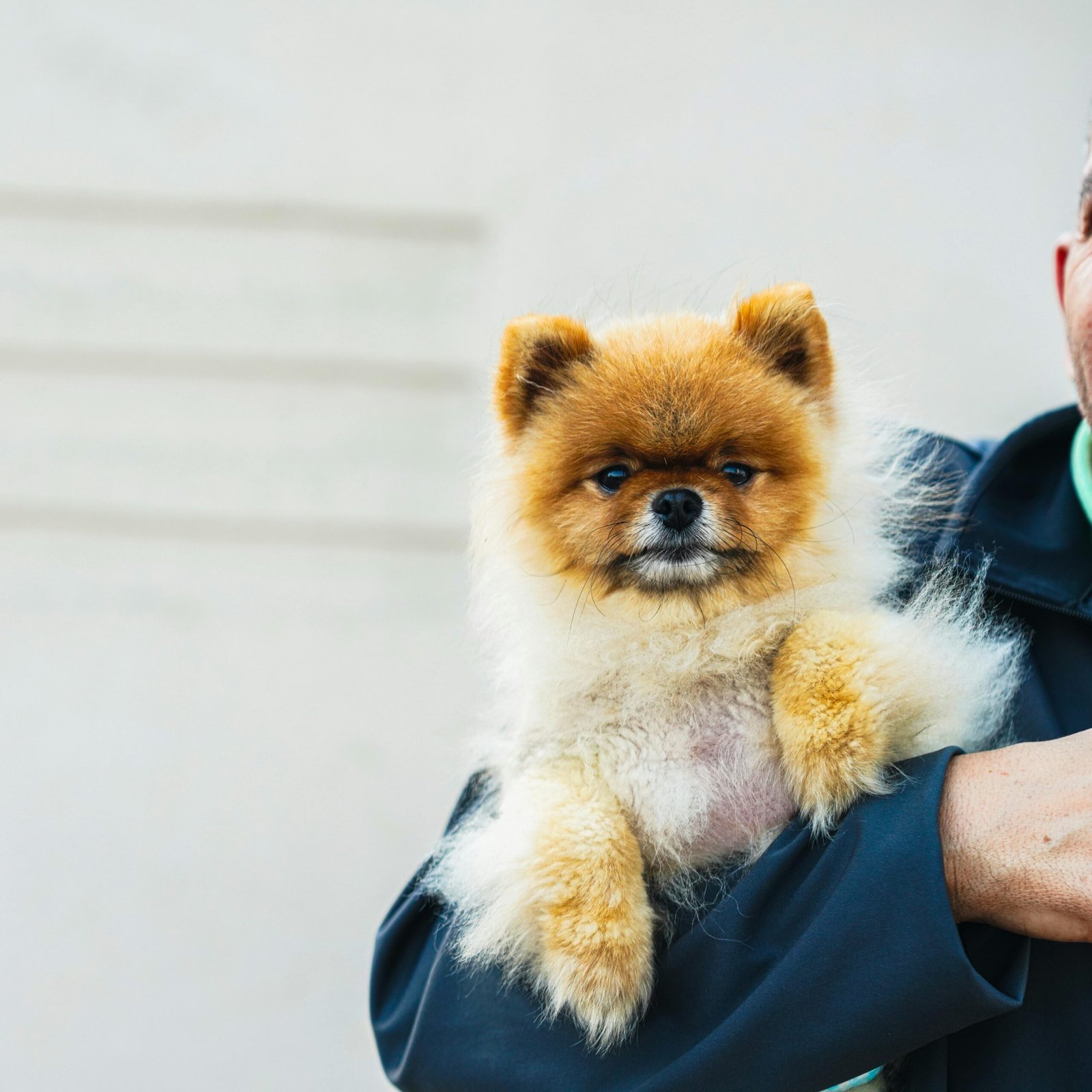Pet Ownership in Dubai: Rules, Vets & Costs